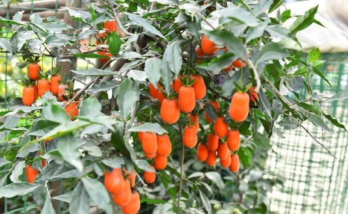 Trồng 3 cây này trước nhà tài lộc về như thác lũ, chẳng mấy chốc gia chủ phất lên như diều gặp gió - 2