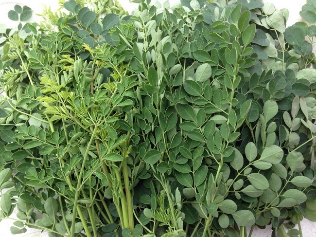 Tại sao rau chùm ngây rất bổ nhưng lại không tốt cho bà bầu? - 3