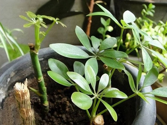 Cây này là “khắc tinh” của muỗi, chỉ cần cành cắm xuống đất là mọc lên tua tủa, không mất công chăm sóc - 12