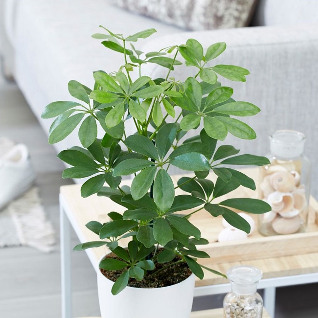 Cây này là “khắc tinh” của muỗi, chỉ cần cành cắm xuống đất là mọc lên tua tủa, không mất công chăm sóc - 7
