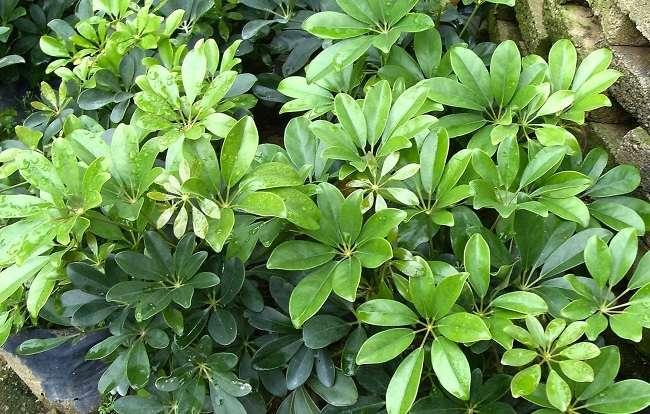 Cây này là “khắc tinh” của muỗi, chỉ cần cành cắm xuống đất là mọc lên tua tủa, không mất công chăm sóc - 1