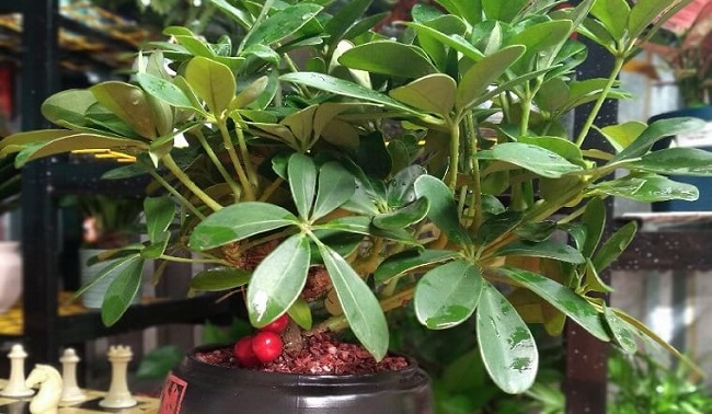Cây này là “khắc tinh” của muỗi, chỉ cần cành cắm xuống đất là mọc lên tua tủa, không mất công chăm sóc - 3