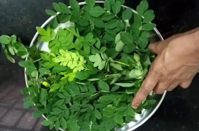 Tại sao rau chùm ngây rất bổ nhưng lại không tốt cho bà bầu? - 5