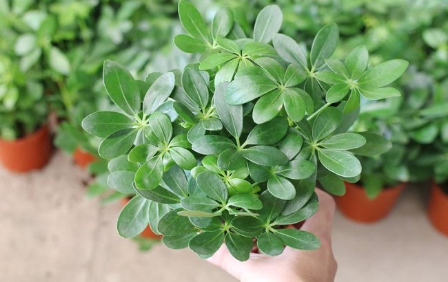 Cây này là “khắc tinh” của muỗi, chỉ cần cành cắm xuống đất là mọc lên tua tủa, không mất công chăm sóc - 6