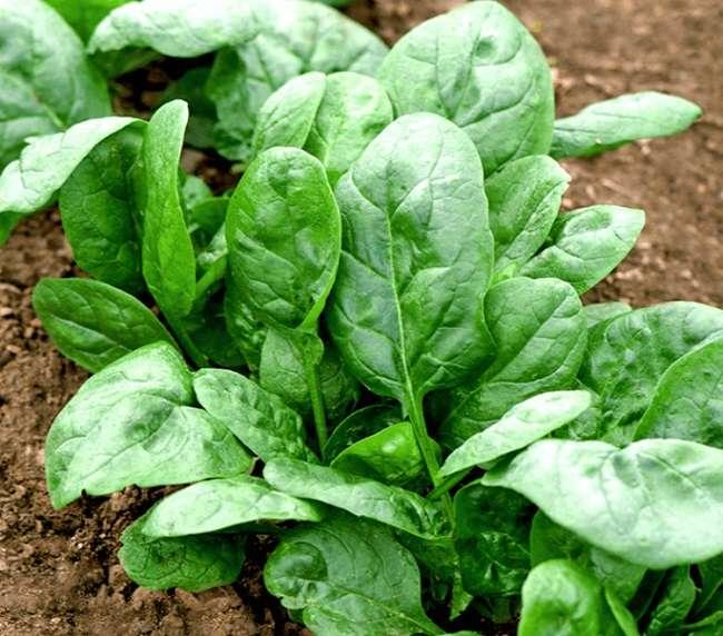 Rau này là kho chứa axit folic, rất tốt cho người thiếu sắt và bà bầu, ngoài chợ bán rất nhiều - 6