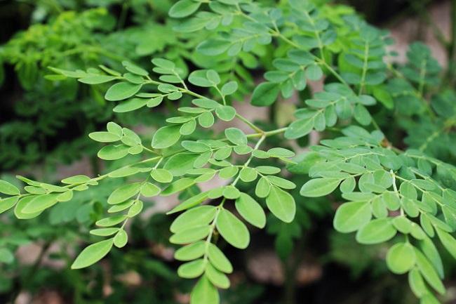 Tại sao rau chùm ngây rất bổ nhưng lại không tốt cho bà bầu? - 4