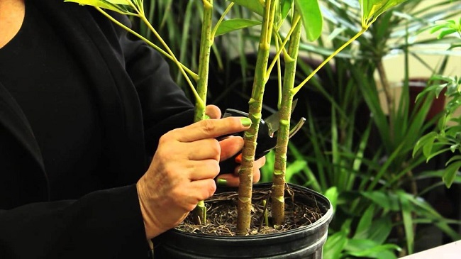 Cây này là “khắc tinh” của muỗi, chỉ cần cành cắm xuống đất là mọc lên tua tủa, không mất công chăm sóc - 11
