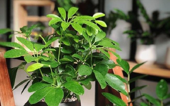 Cây này là “khắc tinh” của muỗi, chỉ cần cành cắm xuống đất là mọc lên tua tủa, không mất công chăm sóc - 9