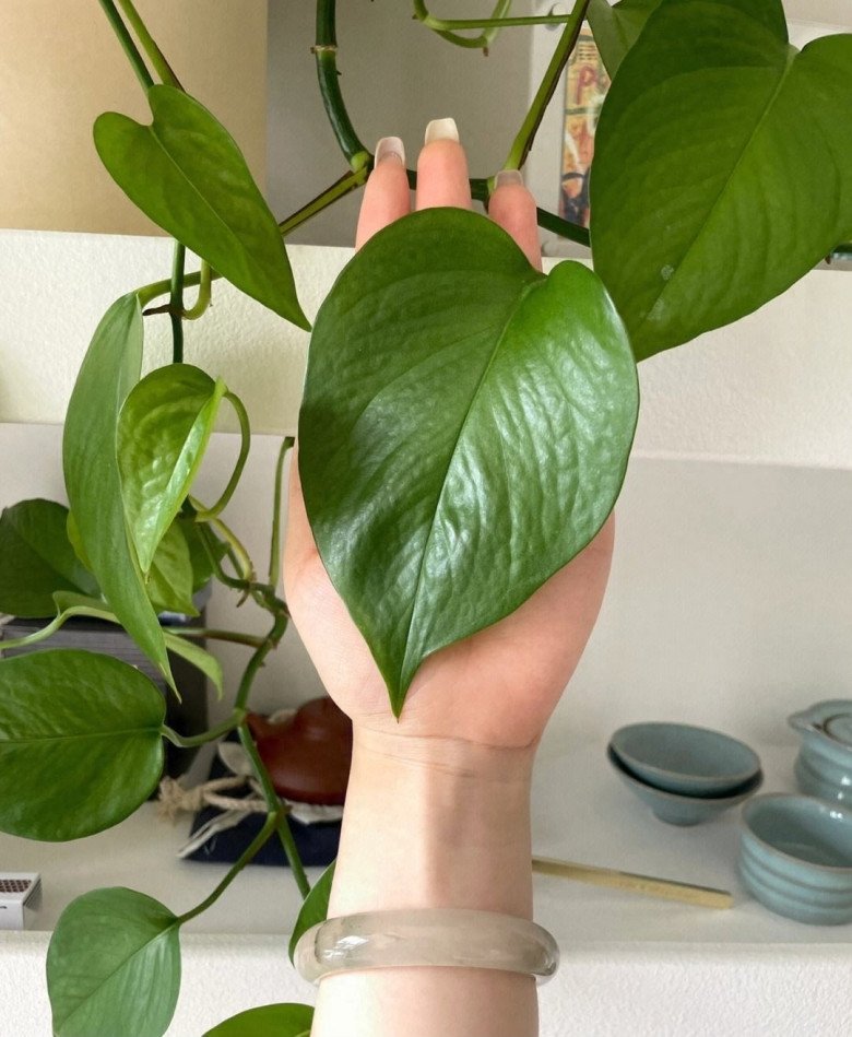 Trầu bà nhà hàng xóm lúc nào cũng tươi tốt, dài tới 10m mà chỉ nhờ một mẹo này - 2