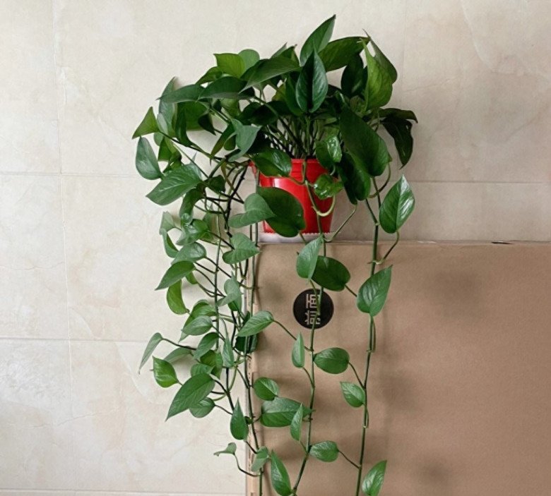 Trầu bà nhà hàng xóm lúc nào cũng tươi tốt, dài tới 10m mà chỉ nhờ một mẹo này - 4