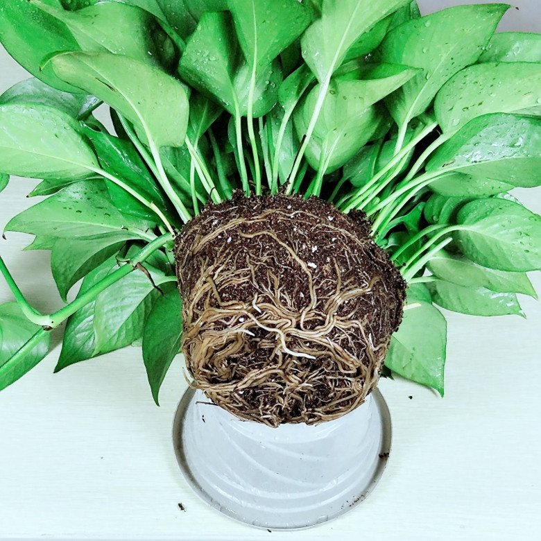 Trầu bà nhà hàng xóm lúc nào cũng tươi tốt, dài tới 10m mà chỉ nhờ một mẹo này - 3