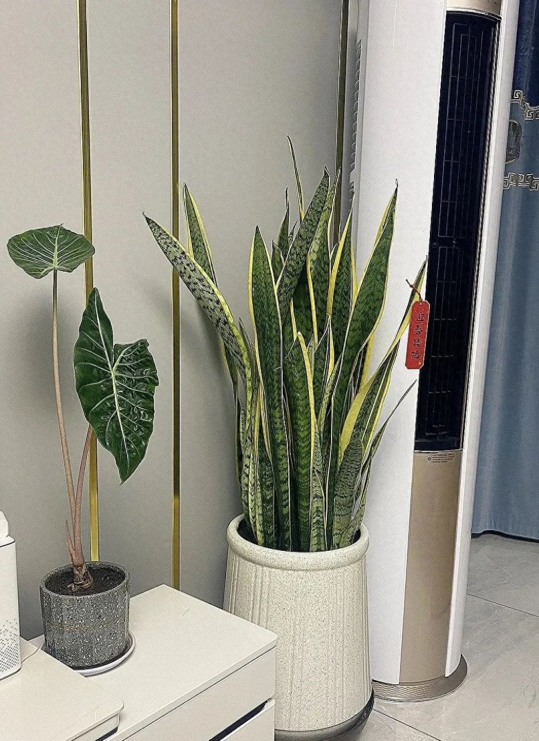 6 loại hoa này như “thần hộ mệnh” của ngôi nhà, vừa diệt khuẩn, khử mùi hôi lại giúp bạn ngủ ngon hơn - 5