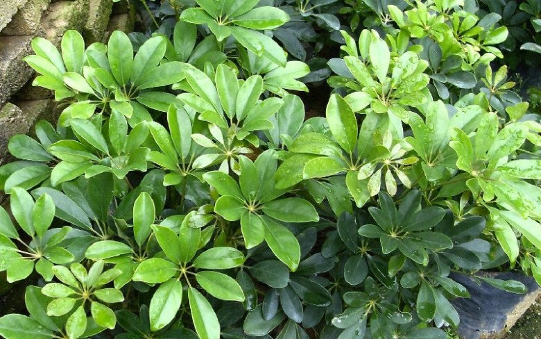 6 loại hoa này như “thần hộ mệnh” của ngôi nhà, vừa diệt khuẩn, khử mùi hôi lại giúp bạn ngủ ngon hơn - 4