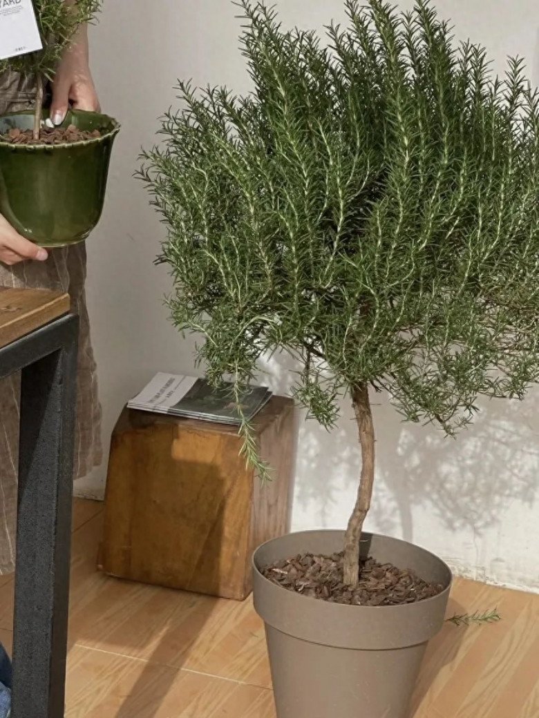 6 loại hoa này như “thần hộ mệnh” của ngôi nhà, vừa diệt khuẩn, khử mùi hôi lại giúp bạn ngủ ngon hơn - 3