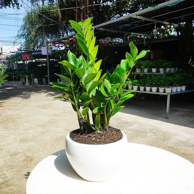 Cây kim tiền rất thích những loại nước này, 2 tuần tưới 1 lần cây tươi tốt ra nhiều trồi hút nhiều tài lộc - 4