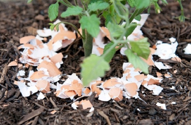 Cho 4 loại vỏ hạt này vào chậu hoa, không lo thiếu dưỡng chất, cây luôn xanh tốt hoa nở rộ - 1