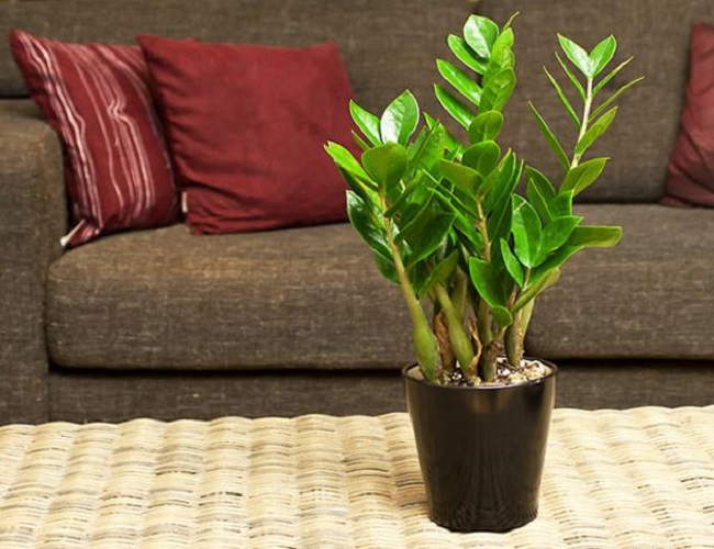Cây kim tiền rất thích những loại nước này, 2 tuần tưới 1 lần cây tươi tốt ra nhiều trồi hút nhiều tài lộc - 1