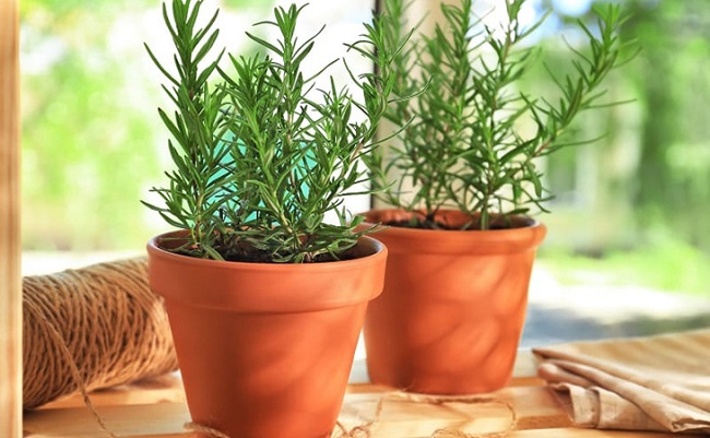 Đang dịch sốt xuất huyết bùng phát, vận dụng ngay những mẹo này, muỗi sạch bóng không dám vào nhà - 3