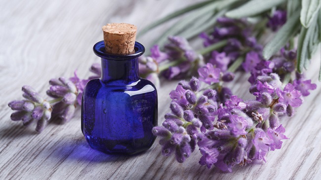 Đang dịch sốt xuất huyết bùng phát, vận dụng ngay những mẹo này, muỗi sạch bóng không dám vào nhà - 2