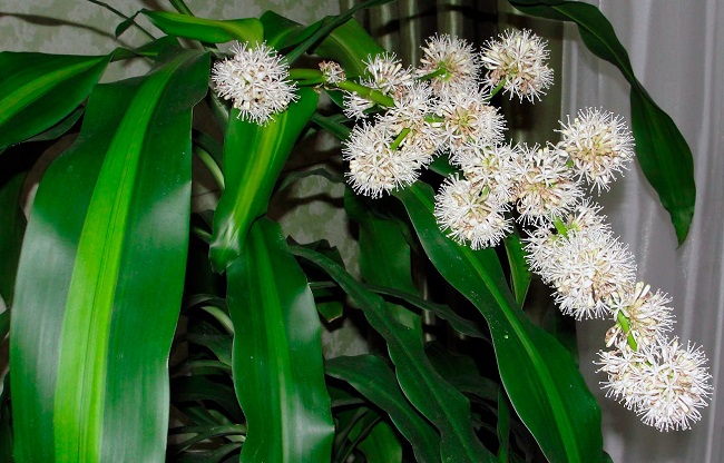 Cách chăm sóc Thiết mộc lan lá xanh đẹp mau nở hoa, mang lại nhiều tài lộc và may mắn - 4