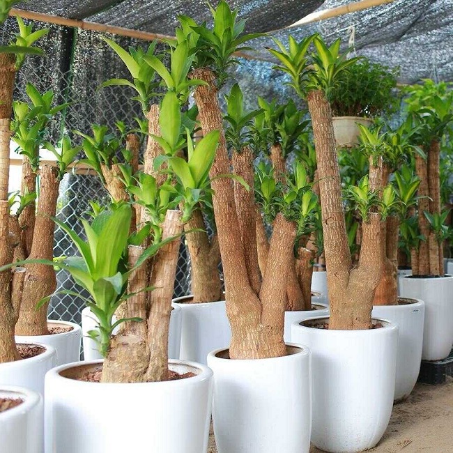 Cách chăm sóc Thiết mộc lan lá xanh đẹp mau nở hoa, mang lại nhiều tài lộc và may mắn - 3