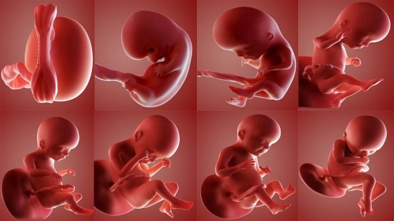 10 điều thú vị thai nhi muốn nói với mẹ qua &#34;những cú đạp&#34; - 1