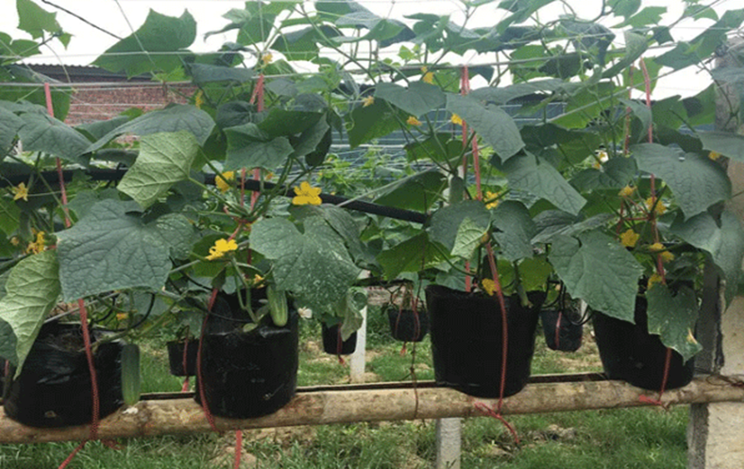 Cách trồng dưa leo tại nhà vô cùng đơn giản, cây khỏe ít sâu bệnh ra quả nhiều - 7