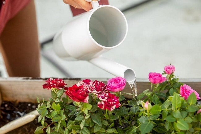 Cách trồng hoa hồng đúng kỹ thuật từ A đến Z, cây khỏe hoa ra nhiều to đẹp - 8