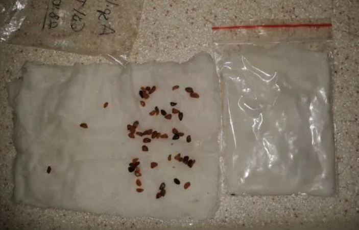 Cách trồng hoa hồng đúng kỹ thuật từ A đến Z, cây khỏe hoa ra nhiều to đẹp - 6