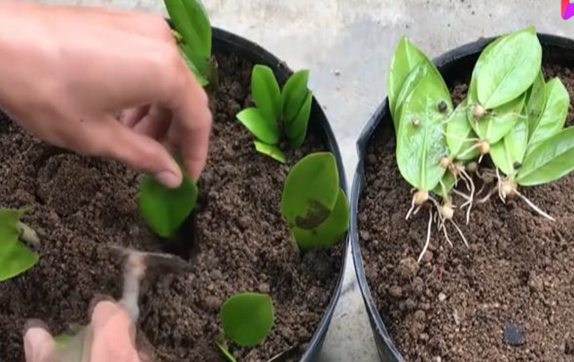 2 Cách trồng cây kim tiền từ lá và cành đơn giản, cây khỏe lá xanh tốt thu hút tài lộc - 4