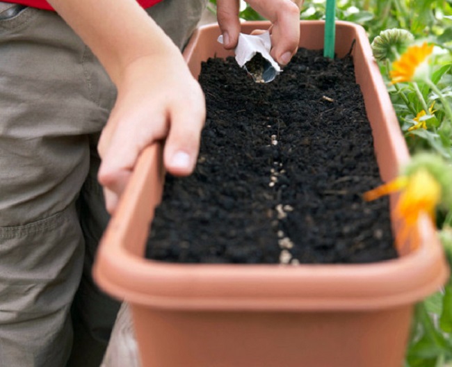 Cách trồng hoa hồng đúng kỹ thuật từ A đến Z, cây khỏe hoa ra nhiều to đẹp - 7