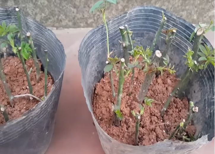 Cách trồng hoa hồng đúng kỹ thuật từ A đến Z, cây khỏe hoa ra nhiều to đẹp - 5