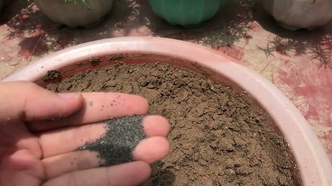 2 cách trồng hoa mười giờ từ cành và hạt rất đơn giản, cây lên nhanh hoa nở rực rỡ - 7