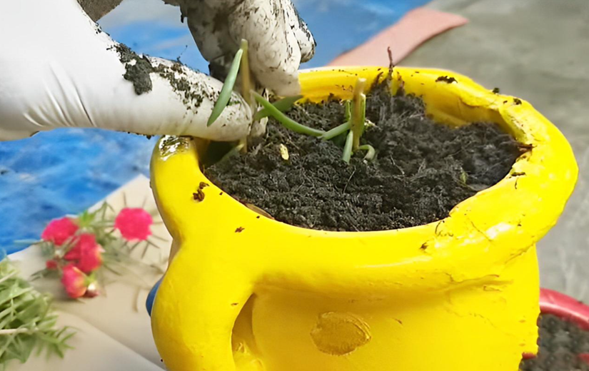 2 cách trồng hoa mười giờ từ cành và hạt rất đơn giản, cây lên nhanh hoa nở rực rỡ - 4