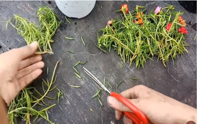 2 cách trồng hoa mười giờ từ cành và hạt rất đơn giản, cây lên nhanh hoa nở rực rỡ - 2