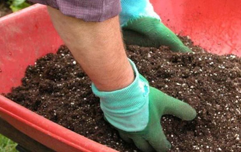 2 cách trồng hoa mười giờ từ cành và hạt rất đơn giản, cây lên nhanh hoa nở rực rỡ - 3