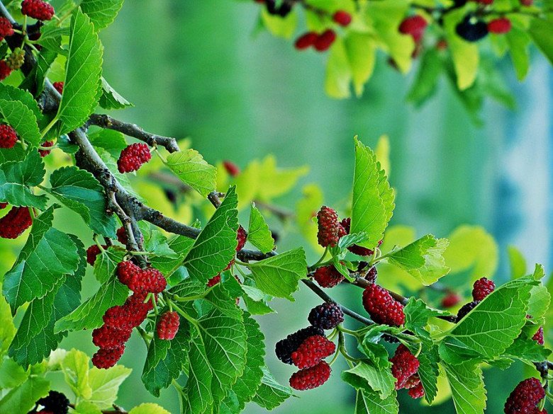 Trồng cây chuối trước nhà có được không? 10 người thì 9 người trả lời sai - 4