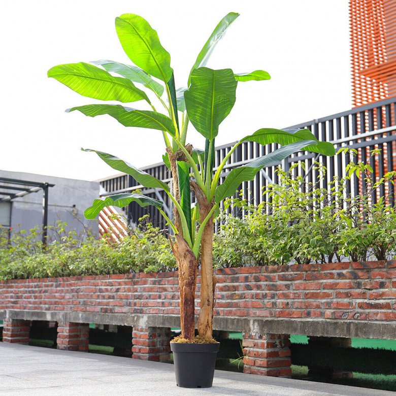 Trồng cây chuối trước nhà có được không? 10 người thì 9 người trả lời sai - 2