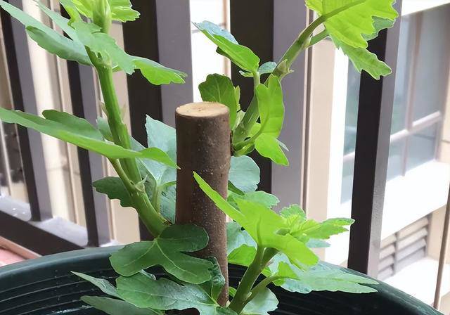 Trồng cây này vừa chiêu tài gọi lộc vừa cho quả ngọt, cắm cành vào đất liền bén rễ - 4