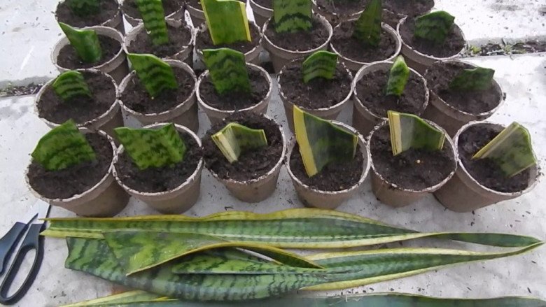 4 cách trồng cây lưỡi hổ từ lá và cành đơn giản, cực nhanh ra rễ - 3