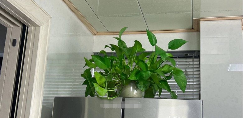 Trầu bà là cây “tiền tài”, nhưng tránh trồng ở 4 nơi này kẻo hao tài tốn của - 4