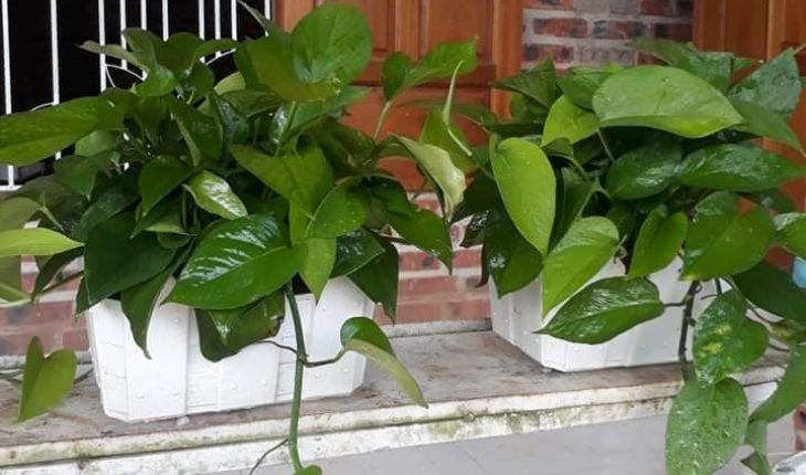 Trầu bà là cây “tiền tài”, nhưng tránh trồng ở 4 nơi này kẻo hao tài tốn của - 2