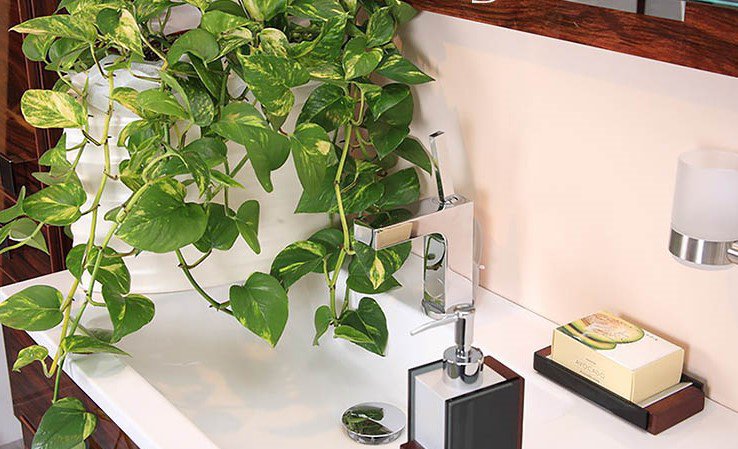 Trầu bà là cây “tiền tài”, nhưng tránh trồng ở 4 nơi này kẻo hao tài tốn của - 3