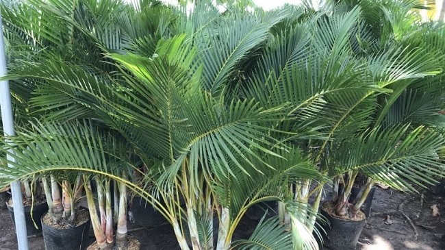Cách trồng cây cau vàng khỏe đẹp mang đến tài lộc, may mắn - 3