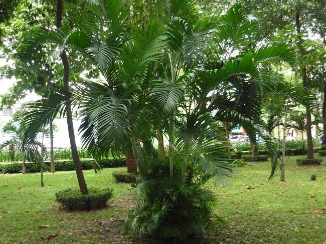Cách trồng cây cau vàng khỏe đẹp mang đến tài lộc, may mắn - 4