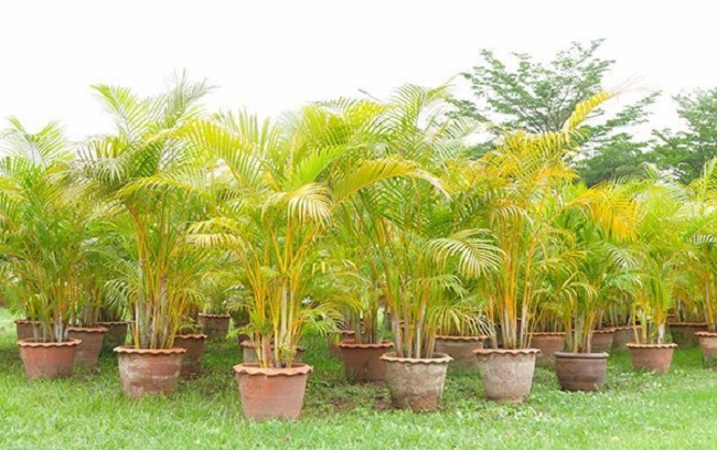 Cách trồng cây cau vàng khỏe đẹp mang đến tài lộc, may mắn - 1