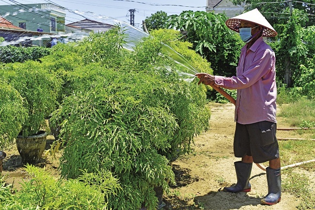 Hướng dẫn cách trồng cây đinh lăng đơn giản, lá xanh tốt củ to tại nhà - 5