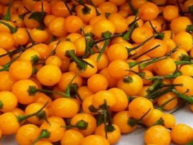 Loại ớt siêu đắt có thể lên đến nửa tỷ/kg, ở Việt Nam đua nhau trồng