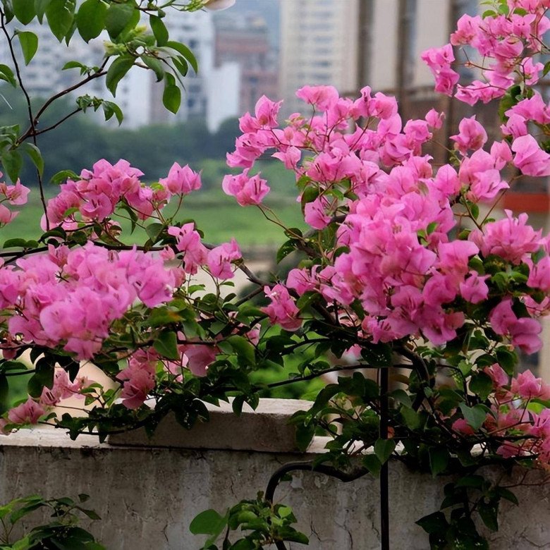 5 loại hoa cần cắt tỉa vào mùa đông, càng &#34;nhẫn tâm&#34; thì sang năm mới trổ nụ - 2