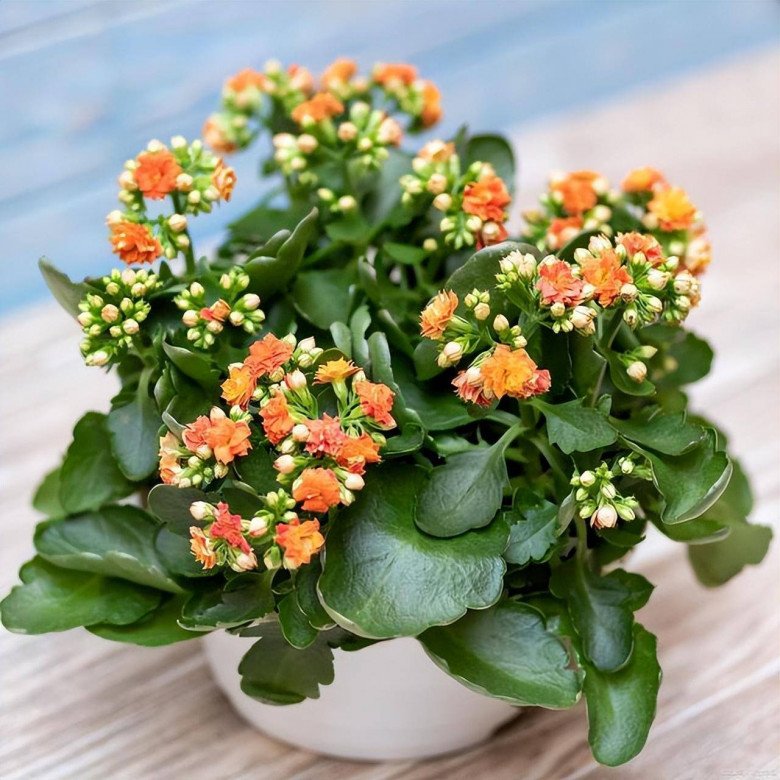 5 loại hoa cần cắt tỉa vào mùa đông, càng &#34;nhẫn tâm&#34; thì sang năm mới trổ nụ - 5